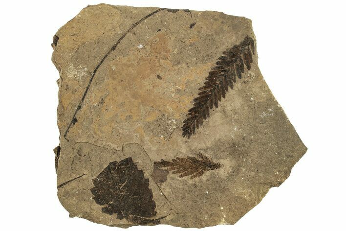 Fossil Leaf (Metasequoia sp, Betula sp?) Plate- McAbee, BC #226133